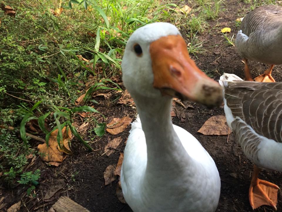 A goose I'd like to meet